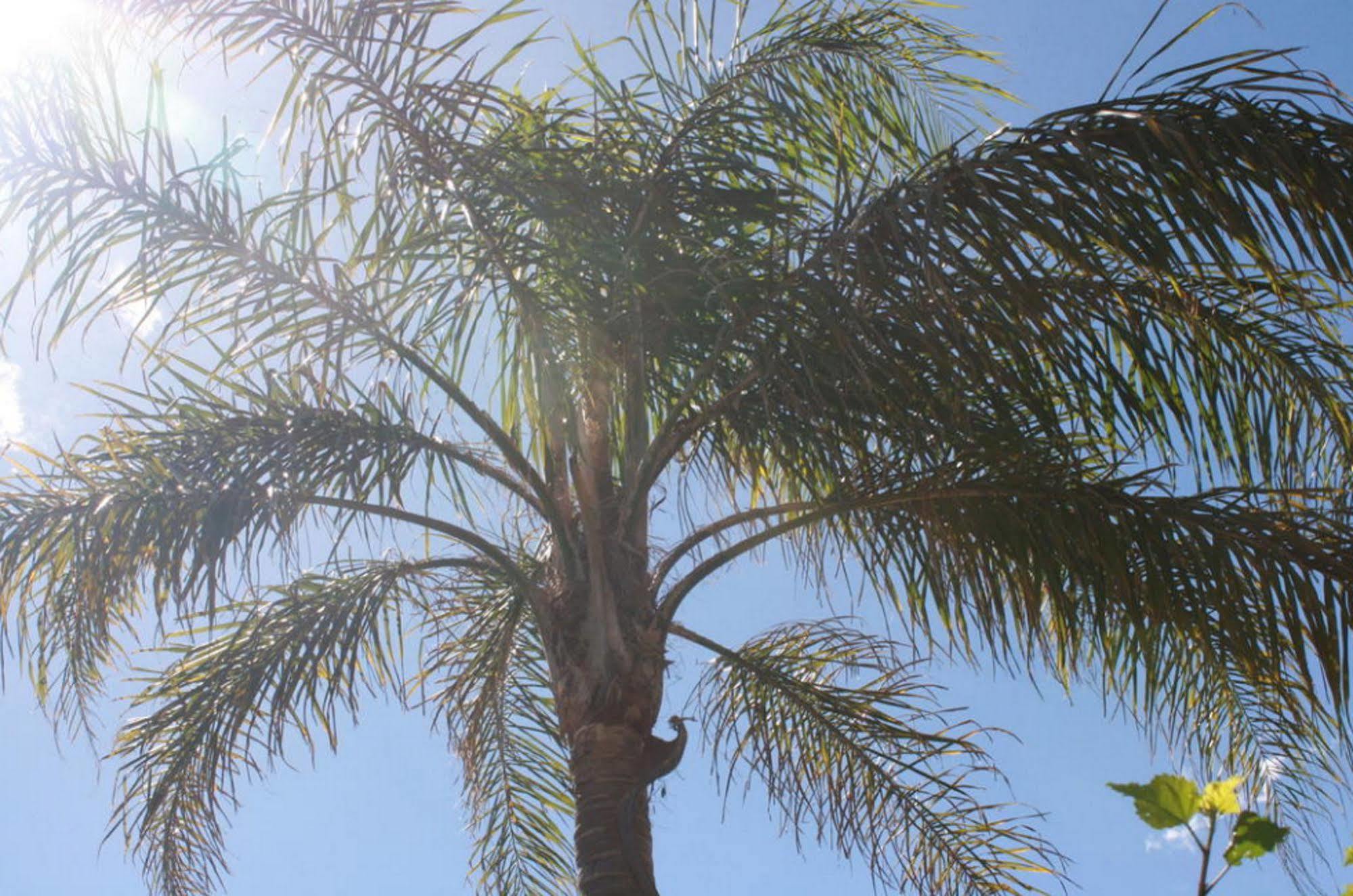וולונגונג Beach Park Motel מראה חיצוני תמונה